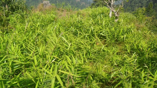 'प्याङ्ग्री' लहरा नियन्त्रण गर्न वनमा बेसार र अम्रिसो खेती