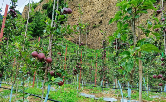 रोपेको दुई वर्षमा फल्न थाल्यो मुगुमा फुजी स्याउ