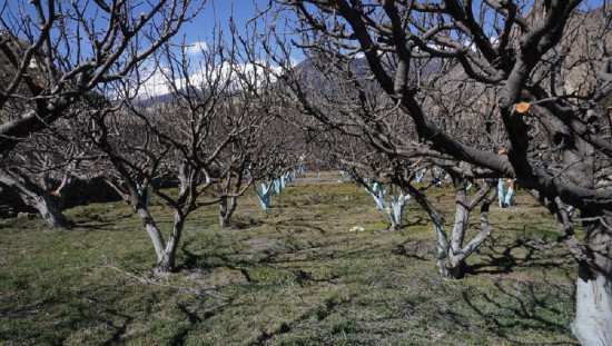 वर्षा र हिमपातले मुस्ताङमा स्याउलगायत रैथाने बालीको उत्पादन वृद्धि हुने प्रक्षेपण