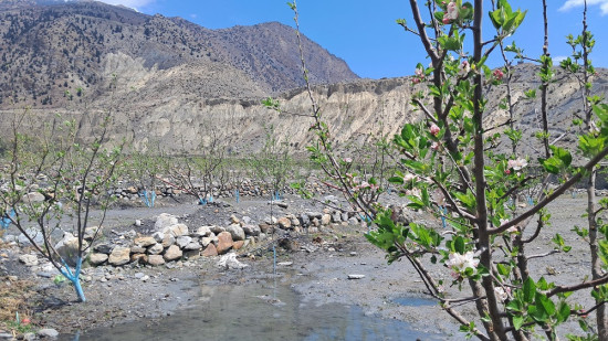 सरकारी निकायको समन्वयबिनै मुस्ताङमा सार्वजनिक जग्गामा स्याउखेती