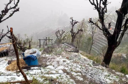 धादिङमा पाक्न लागेको हिउँदेबालीमा असिनाले क्षति, किसान चिन्तित