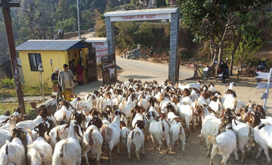 रामपुर नगरपालिकामा एकादशी र औंसीमा पशुपक्षी बध गर्न नपाइने