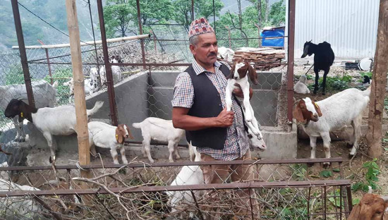 बाख्रापालक कृषकलाई अनुदान वितरण