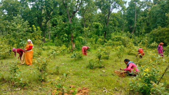 वृक्षरोपणमा चासो, संरक्षणमा उदासिनता