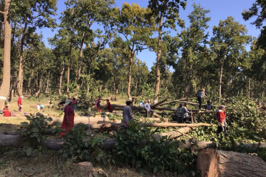सुरक्षाबिनै खटिन्छन् वन श्रमिक, न छ बीमा