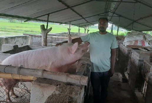 बंगुरका पाठापाठी बेचेर वार्षिक १२ लाख आम्दानी