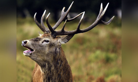 शुक्लाफाँटामा बाह्रसिङ्गाको गणना हुँदै