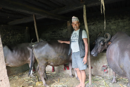 चारवटा भैँसी भए गोठ बनाउन अनुदान पाइने