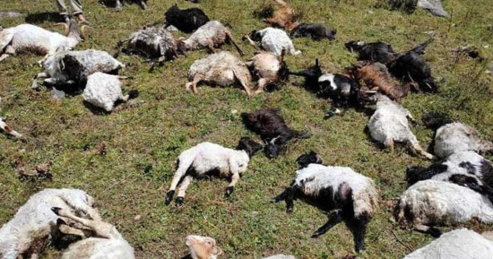 सङ्खुवासभामा चट्याङ लागेर ७२ भेडा मरे