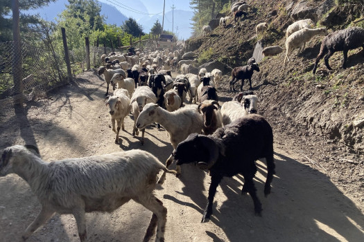 थानचोकबाट नाम्के खर्कतर्फ लजाँदै भेंडाच्याङ्ग्रा