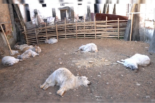 'कमिसनको गोलचक्कर'मा खाद्य संस्थान, एकैदिन मरे २८ च्याङ्ग्रा