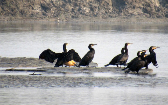 कोशी टप्पुमा किन घटे चरा ?