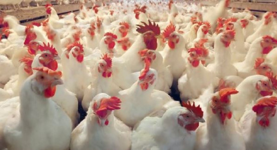 यस वर्ष २३ स्थानमा बर्डफ्लु