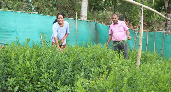 बिक्दैनन् फलफूलका बिरुवा