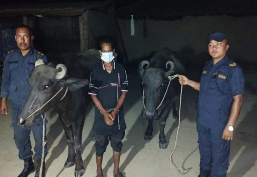 चोरीका भैंसीसहित एक जना पक्राउ