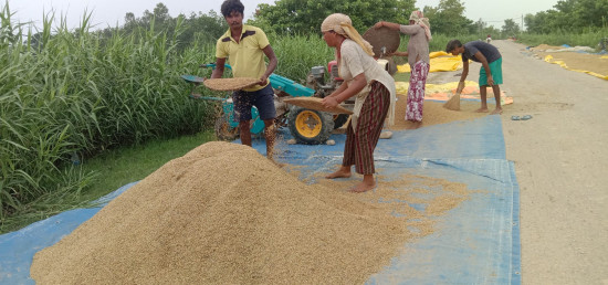 चैते धान बिक्री नभएर चिन्तामा किसान, समर्थन मूल्य निर्धारण गर्न आग्रह