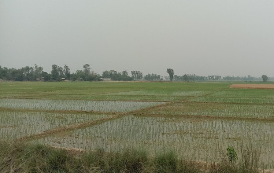 सर्लाहीमा बढ्न सकेन चैते धानखेती