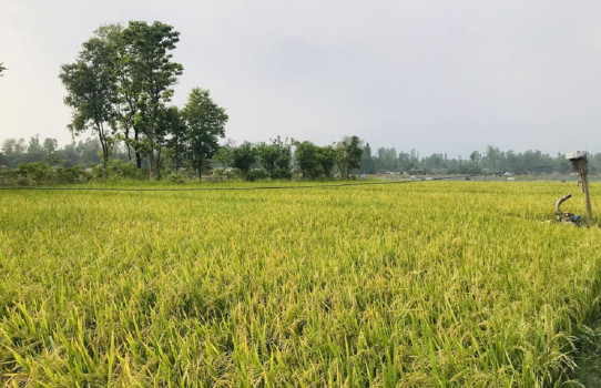 असोज १२ सम्म सामान्यदेखि भारी वर्षाको अनुमान, धानबाली नकाट्न आग्रह