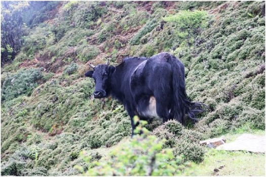 सन्दकपुरमा व्यावसायिक रुपमा चौँरीपालन