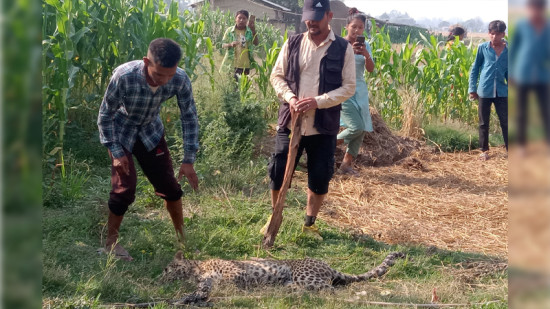 घोडाघोडीको आमफाटाबाट गाउँ पसेको चितुवाको उद्धार 