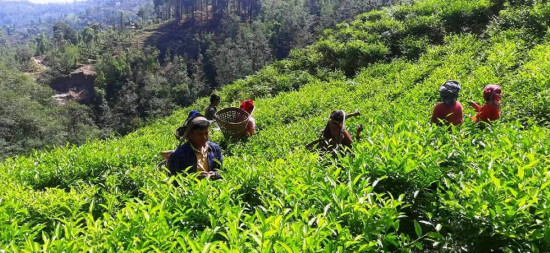 बागलुङको काठेखोलामा चियाको व्यावसायिक उत्पादन सुरु