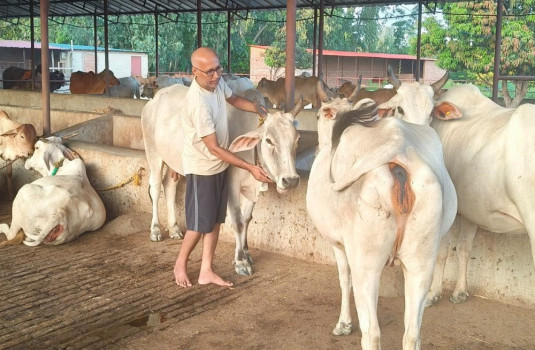 'जनकधाम' ले जगाउला रैथाने गाईको महत्व ?