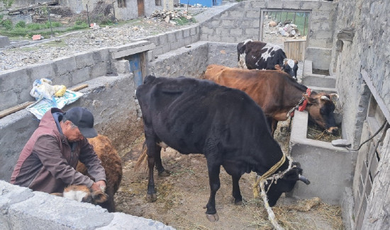 मुस्ताङको स्याङमा उन्नत जर्सी गाईपालन व्यवसाय फस्टाउँदै