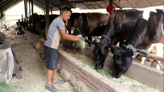 गाई पालेर मासिक एक लाख आम्दानी
