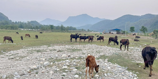 तनहुँको व्यासमा रहेको गौ संरक्षण केन्द्र
