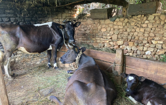 दूधसँगै घाँस बेचेर कमाउँदै बागलुङका किसान
