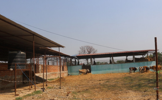 दूध र गोबर बेचेर मासिक डेढ लाख कमाउँछ कृष्ण-मोहन गौशाला