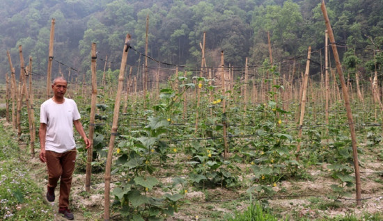 कृषि उपज संकलन र बिक्री केन्द्रबाट कृषक लाभान्वित