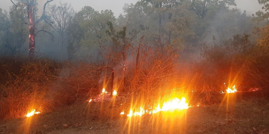 गुल्मीमा २ हजार हेक्टर वन डढेलोले सखाप