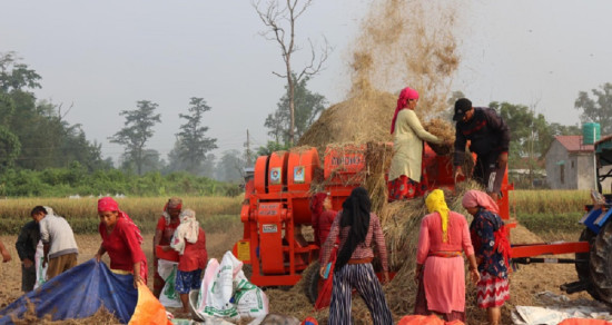 किसानलाई धान काट्न भ्याइनभ्याइ, उत्पादन बढ्ने अनुमान