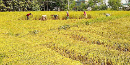 कैलालीका किसानलाई धानबाली भित्र्याउन भ्याइनभ्याइ