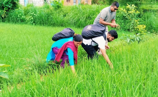 जेठो बूढो धानमा 'ब्लाष्ट' रोग देखिएपछि किसान चिन्तित