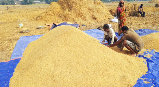 खाद्य कम्पनीद्वारा सिरहामा धान खरिद सुरु