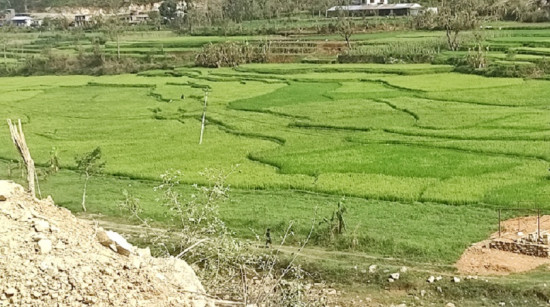 घाँसीकुवामा झुल्न थाल्यो चैते धान