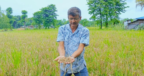माटो परीक्षण नगरी मल हाल्दा बोटमै सुक्यो धान