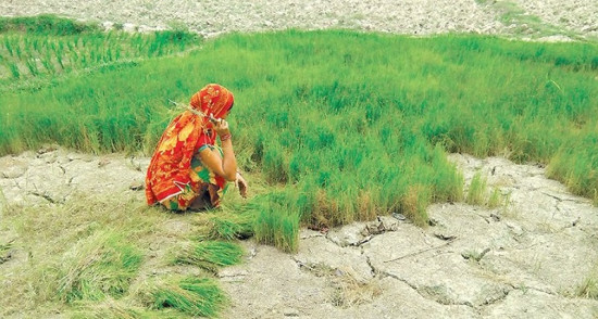 खडेरीले बाँकेका किसानलाई धानको बीउ राख्न समस्या