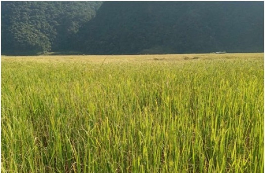 चैते धानको प्रवर्द्धनमार्फत खाद्यान्नमा आत्मनिर्भरता बढाउँदै पोखरा महानगर