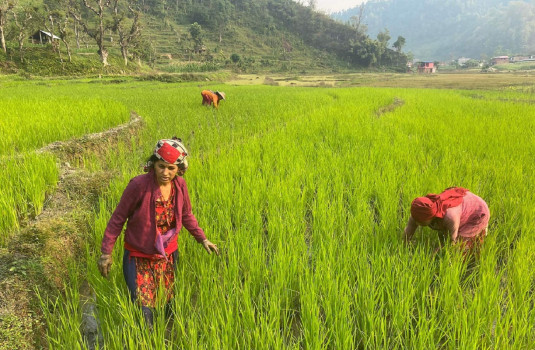 धान गोड्ने बेला भो गैरी खेतैमा...