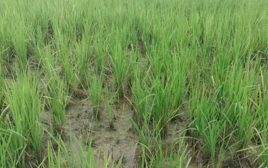 धानमा रोग लागेपछि दाङका किसान चिन्तित