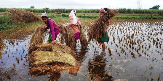 राप्तीसोनारीमा वर्षाले धानबालीमा क्षति