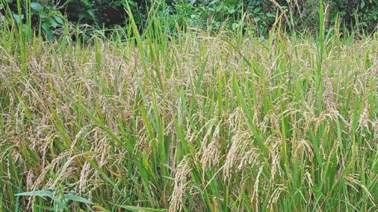 समयमा वर्षा नहुँदा तनहुँमा चैते धान खेती घट्दो