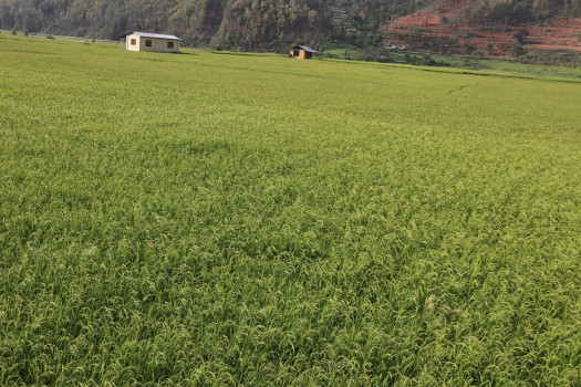 थानसिङ फाँटमा झुल्दै धानका बाला