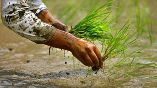 पानी नपरेपछि कञ्चनपुरमा सुरु भएन रोपाइँ
