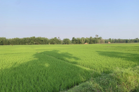 मोरङको पथरीमा लगाइएको चैते धानबाली