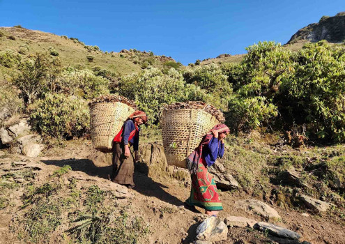 गाईवस्तुलाई जंगलबाट बिछ्यौना ल्याइँदै