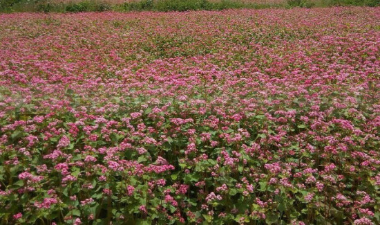 लोप हुँदै मिठेफापर, संरक्षणमा छैन कसैको चासो